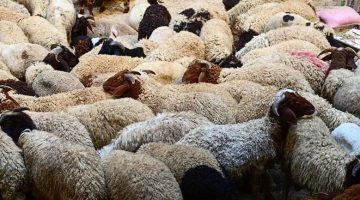 نحر الأضحية خطوة بخطوة.. دليل فقهي مع الصور
