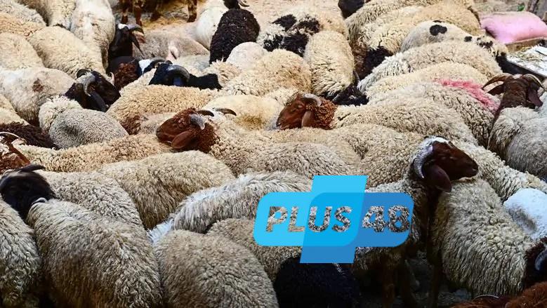 نحر الأضحية خطوة بخطوة.. دليل فقهي مع الصور