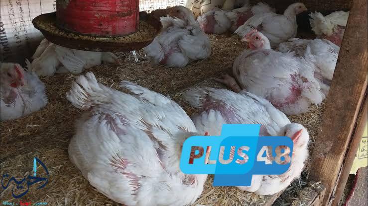 أسعار الفراخ البيضاء والكتاكيت اليوم.. هل تنخفض الأسعار قبل العيد؟