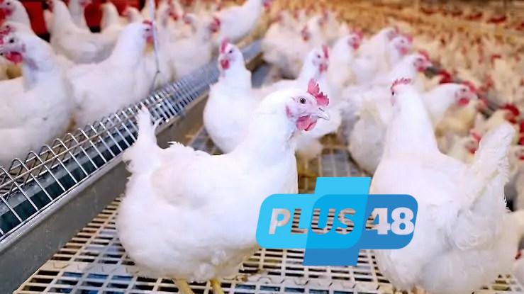 سعر الفراخ في مصر الإثنين 16 يونيو 2025.. هل تستقر بعد الاضطرابات؟