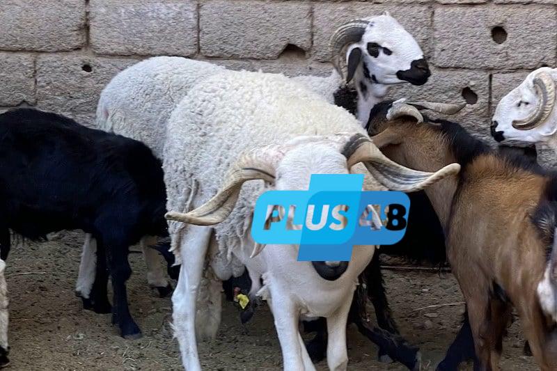 المغرب يجري “الإحصاء الثاني” للماشية ويراهن على شفافية دعم “الكساب”