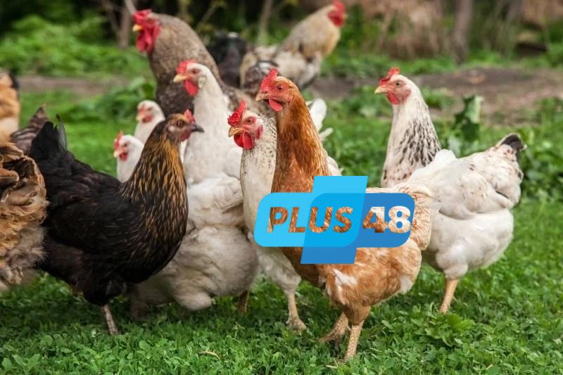 استقرار أسعار الفراخ البيضاء اليوم الأحد 8 يونيو 2025 ثالث أيام عيد الأضحى