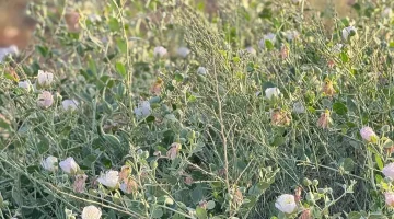 محمية الإمام تركي تُعيد إزدهار شجرة “القبّار”