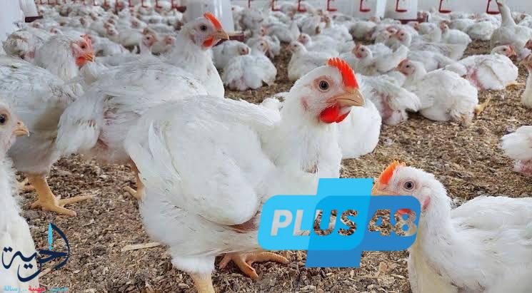 سعر الفراخ البيضاء اليوم الثلاثاء بعد انتهاء عيد الأضحى.. استقرار في الأسواق وترقب من المستهلكين