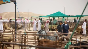 حركة شرائية نشطة للأضاحي وأسعار تنافسية مع قرب حلول #عيد_الأضحى بمدينة الأنعام بـ #عرعر