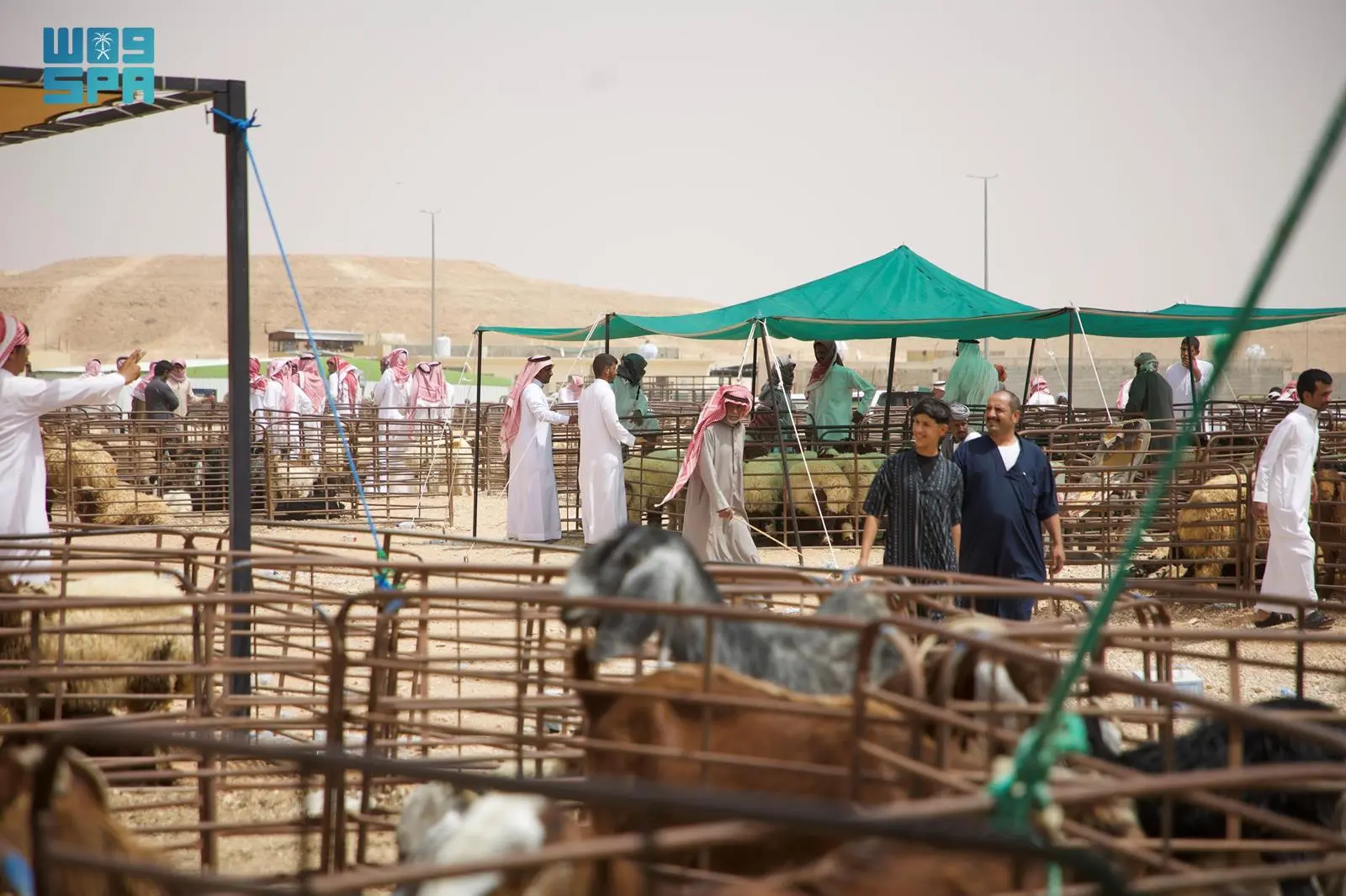 حركة شرائية نشطة للأضاحي وأسعار تنافسية مع قرب حلول #عيد_الأضحى بمدينة الأنعام بـ #عرعر