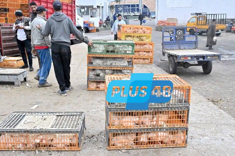 أسعار الدجاج ترفض التراجع بالمغرب