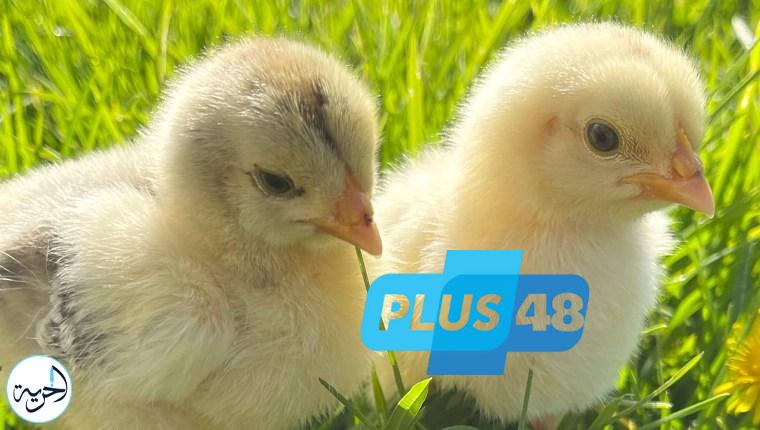 ما هو سعر كتاكيت الساسو اليوم الاثنين 2 يونيو 2025؟ آخر تحديث