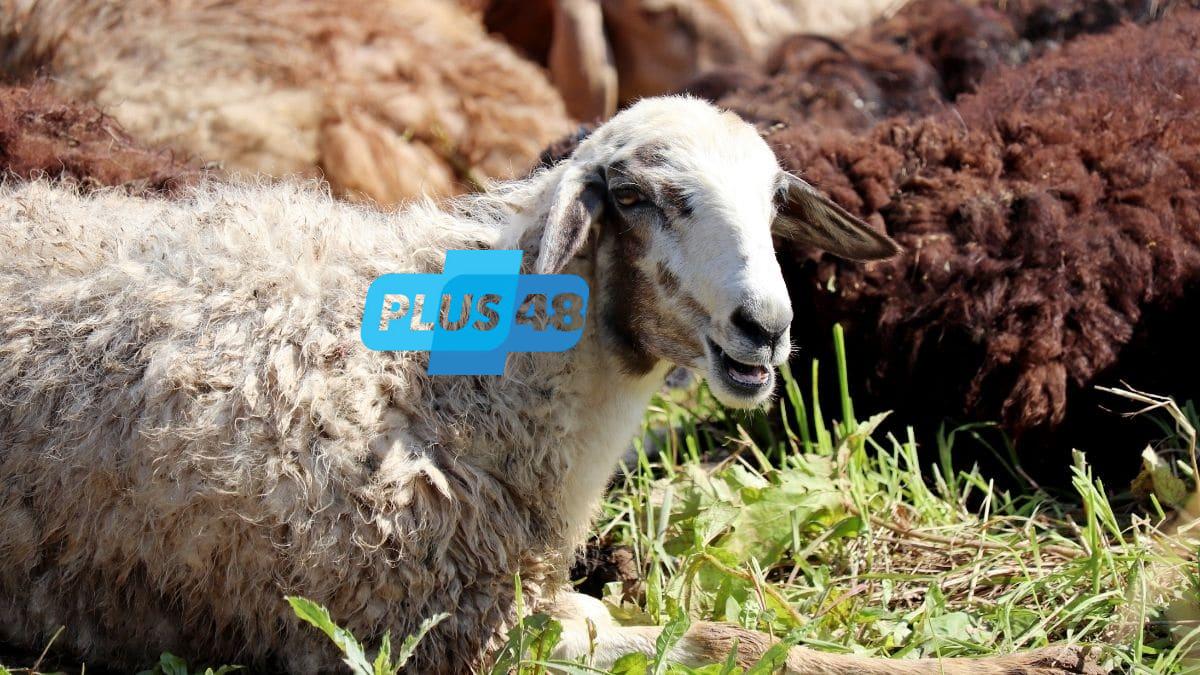 توزيع الأضحية.. حقوق الجيران والأقارب في الشريعة
